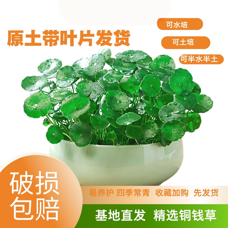 铜钱草金钱草四季常青绿植水土培懒人植物室内外盆栽好养活