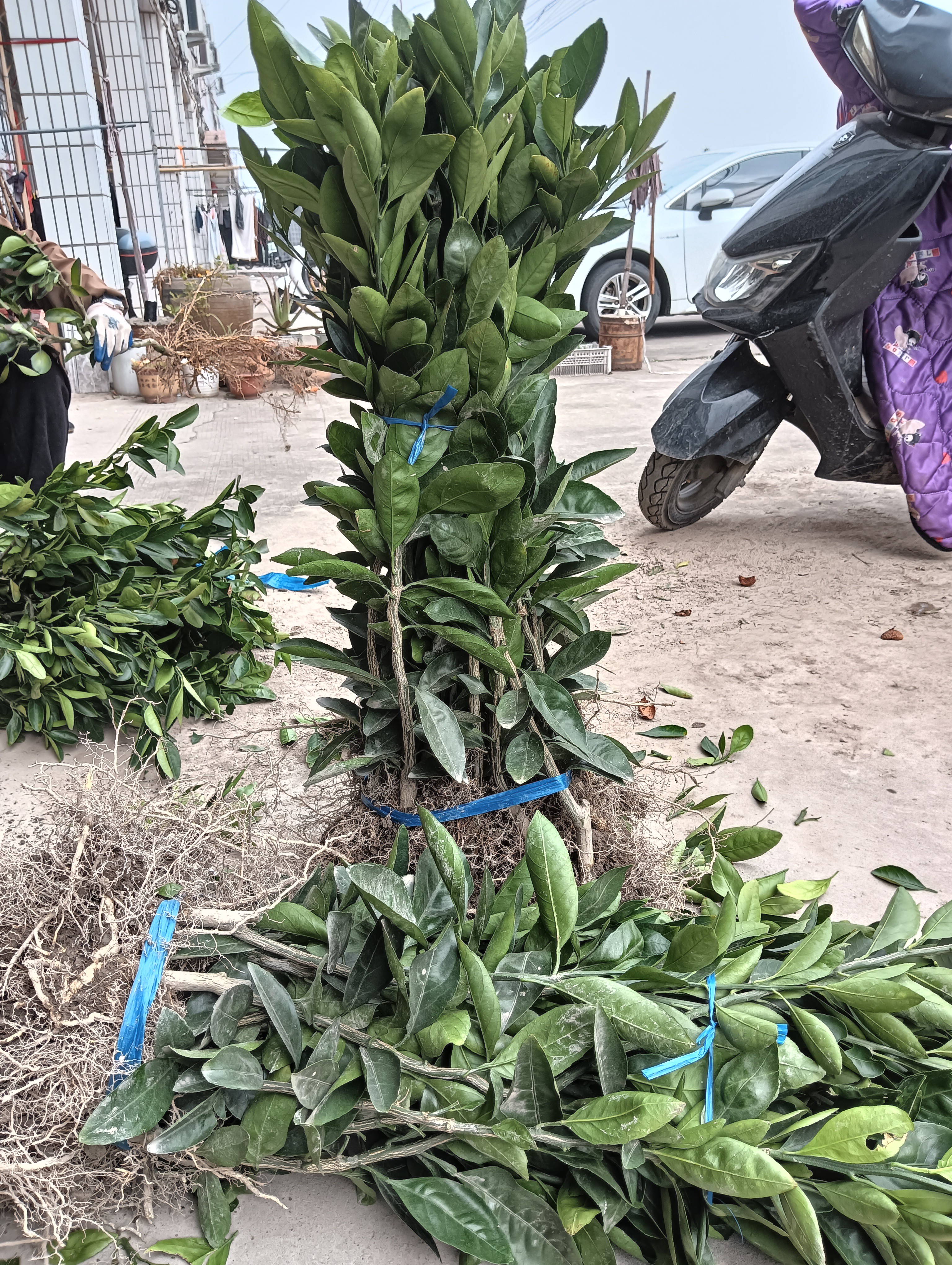 一年黄岩蜜桔柑橘苗，早熟宫川，涌泉蜜桔苗桔子橘子桔子树水果