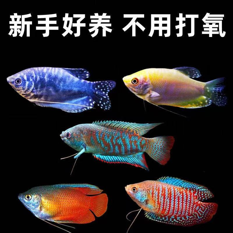 招财丽丽鱼热带淡水小型观赏鱼新手好养耐活不打氧