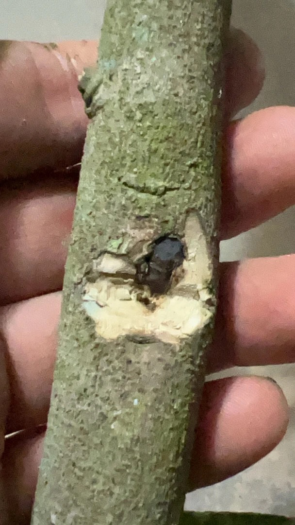 奇楠原生小母树苗栽培