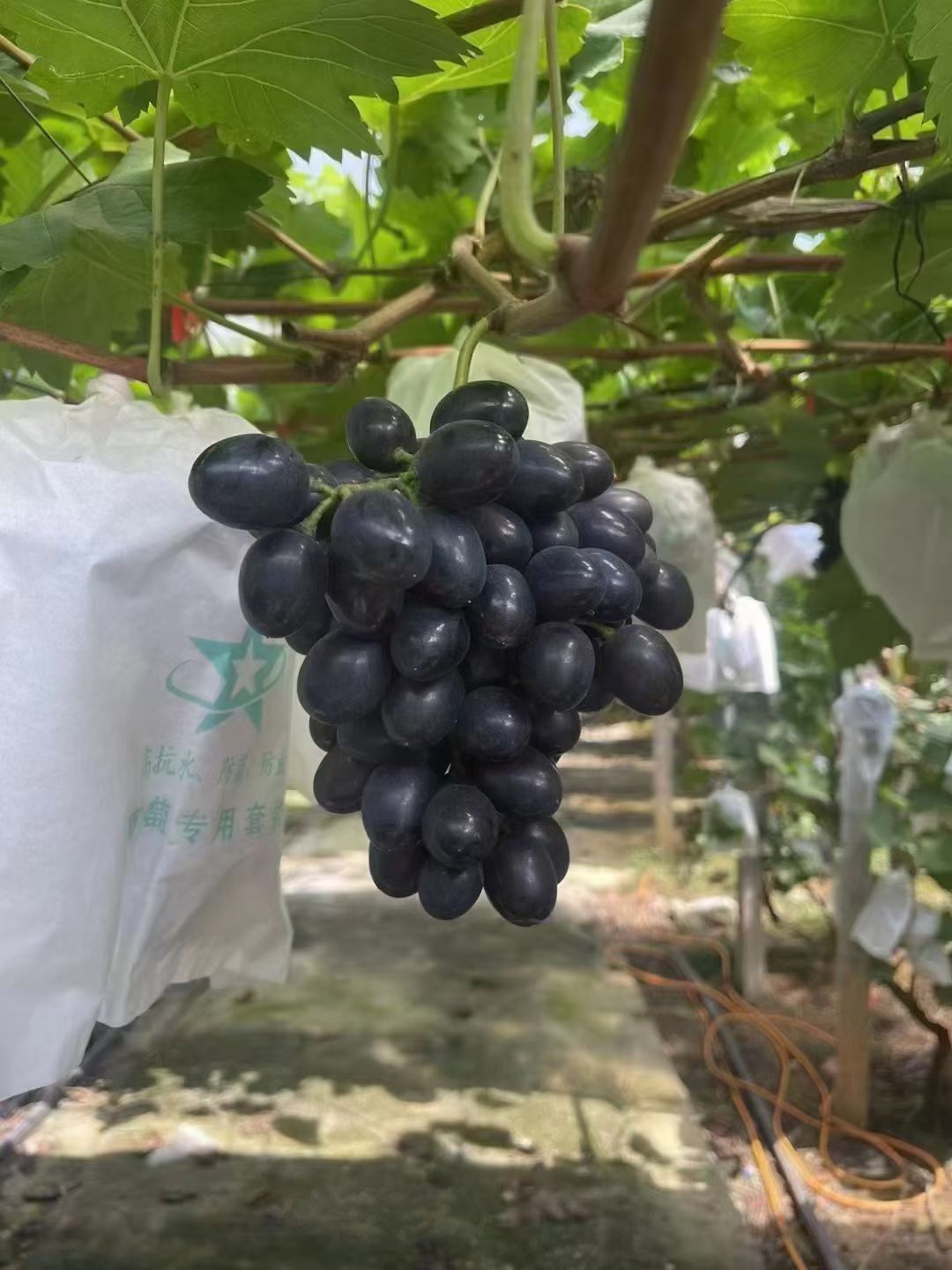 贵州长顺紫王葡萄新鲜采摘顺丰包邮