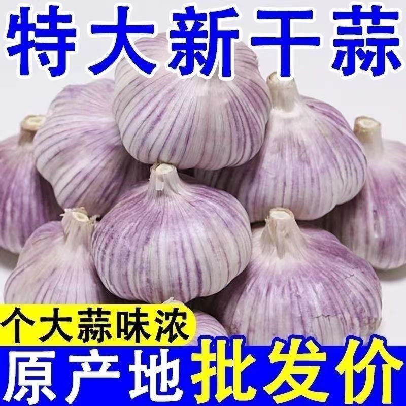 5斤装正宗紫皮2025年新大蒜特大便宜批发优质干蒜包邮