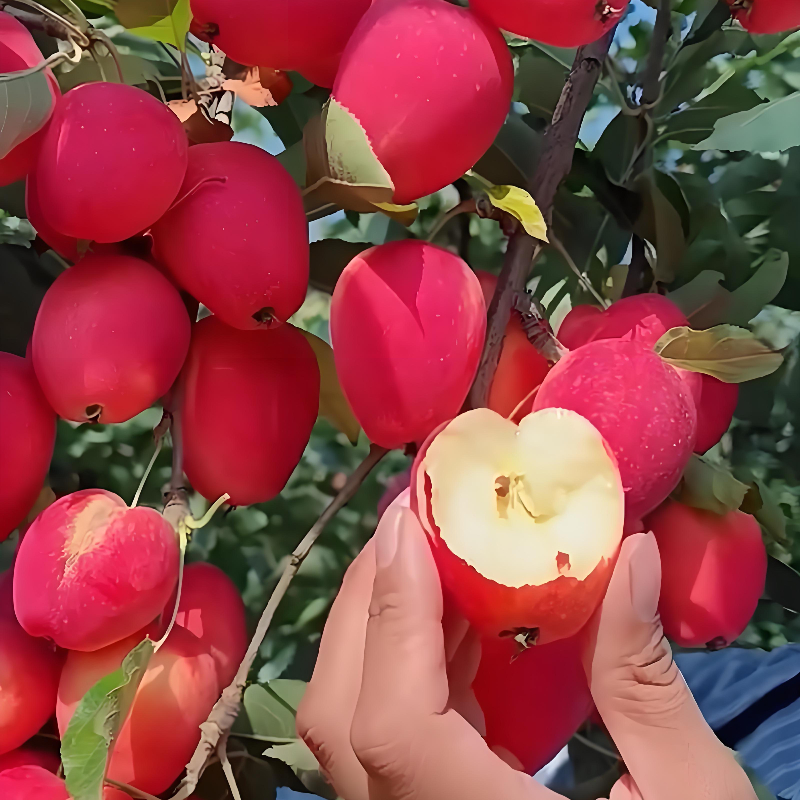 正宗冰糖鸡心果种子酸甜鸡心海棠果种子东北锦绣海棠果小苹果种子