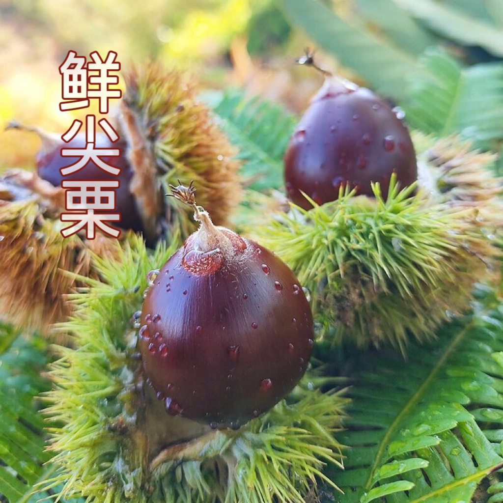 2025新鲜农家带壳老树自然生长尖栗子现货