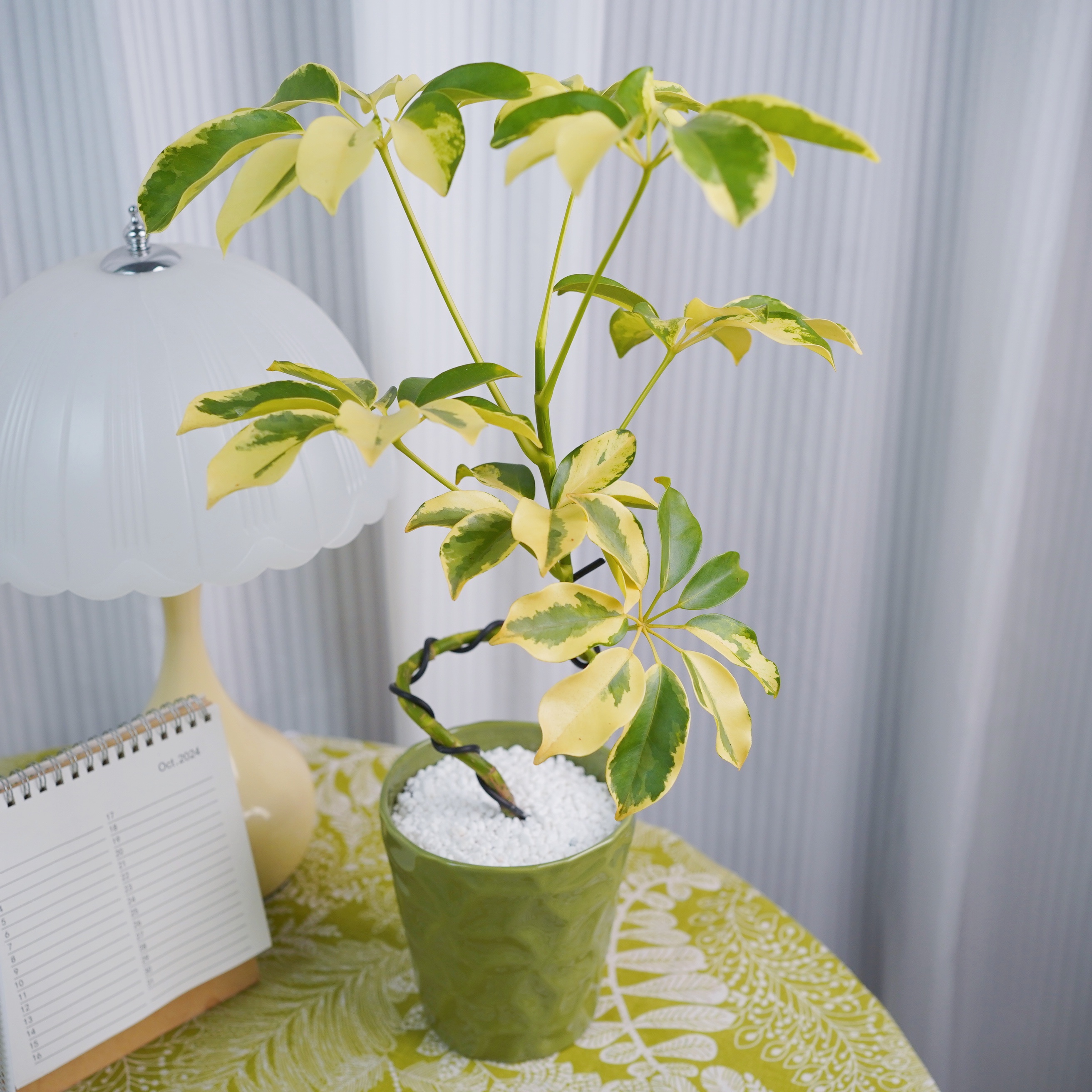 鹅掌柴大叶花叶鸭脚木盆栽室内办公室玄关绿植高级感好养四季植物