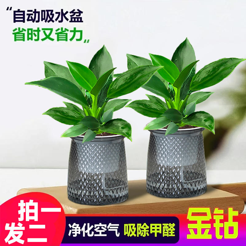 【买一送一】金钻绿植盆栽室内净化空气桌面水培植物办公室四季常青
