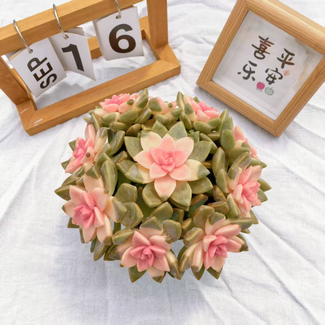 樱花锦漂亮新手多肉植物适合室内好养懒人绿植盆栽不晒太阳带盆土