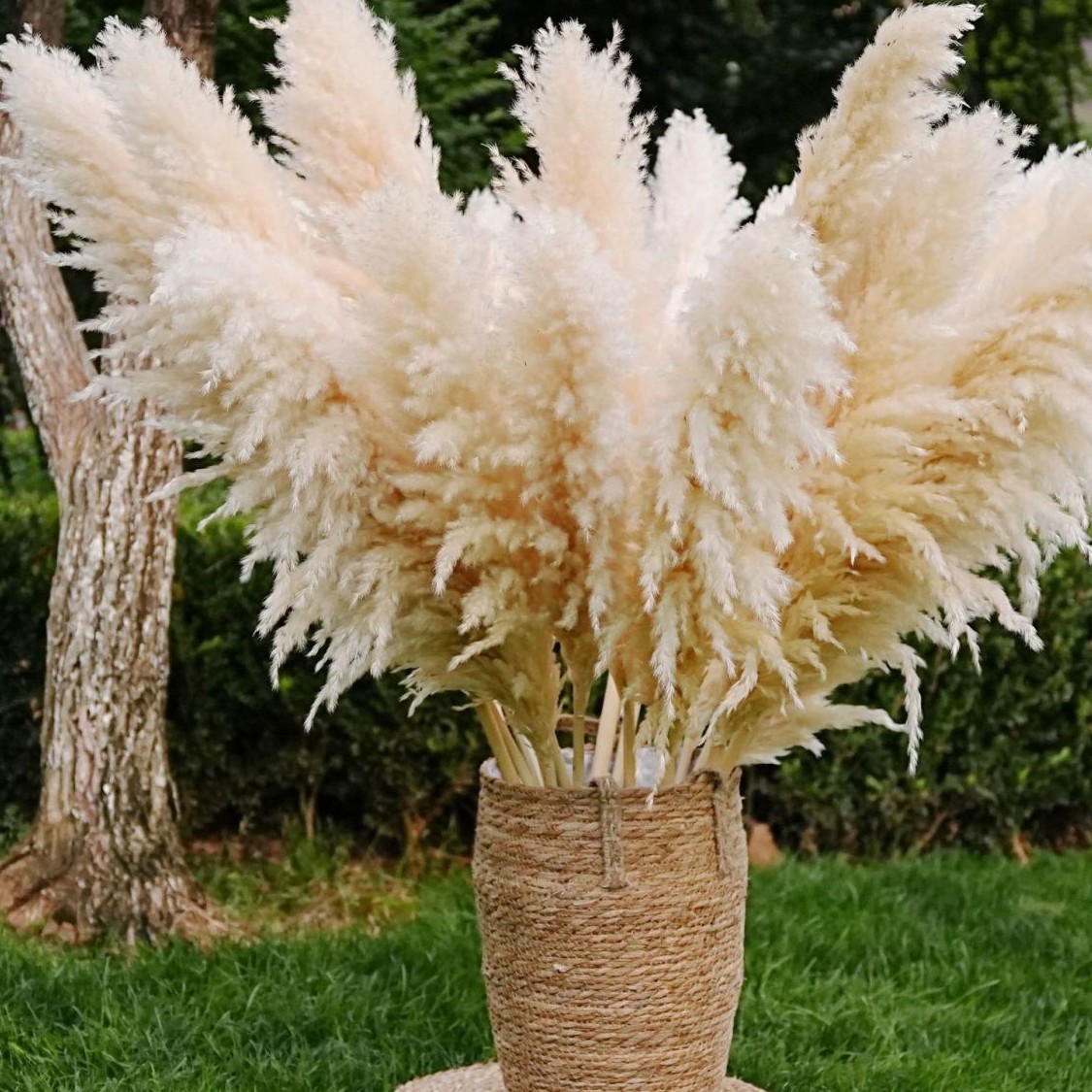 天然芦苇蒲苇永生干花真花客厅摆设婚庆造景装饰蒲苇花束