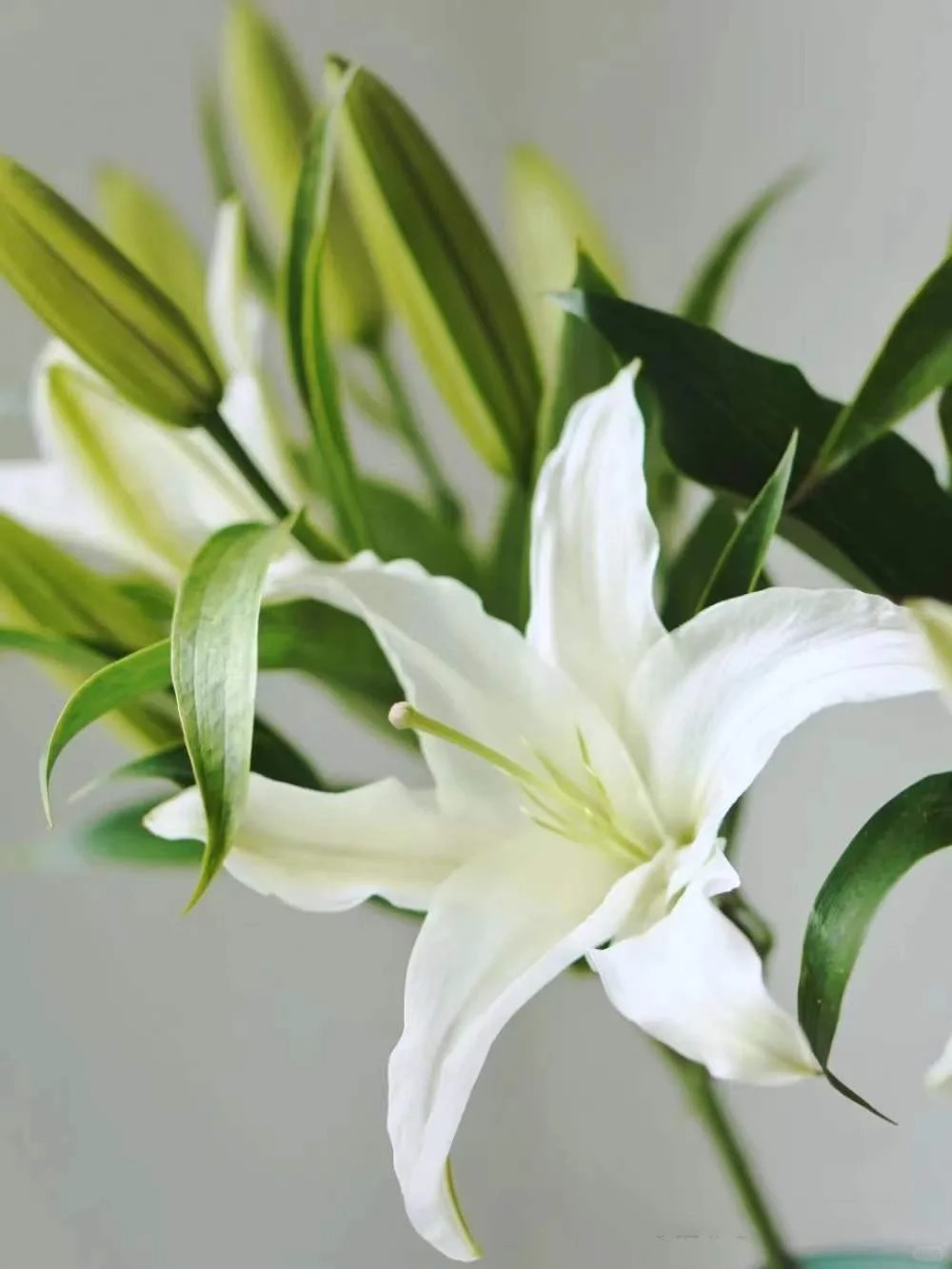 捡漏新开棚活动 西伯利亚百合（包邮）不做隔夜花 东北鲜花现采现发