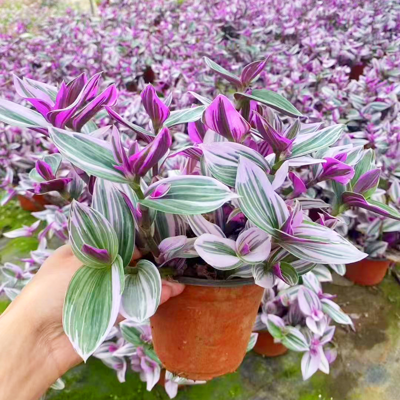 大盆室内新手好养活吊兰油画婚礼多肉植物花卉盆栽阳台防辐射绿植