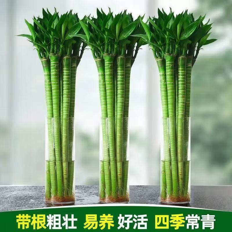 带根水培龙竹富贵竹植物水养弯竹直竹竹子盆栽客厅室内绿植