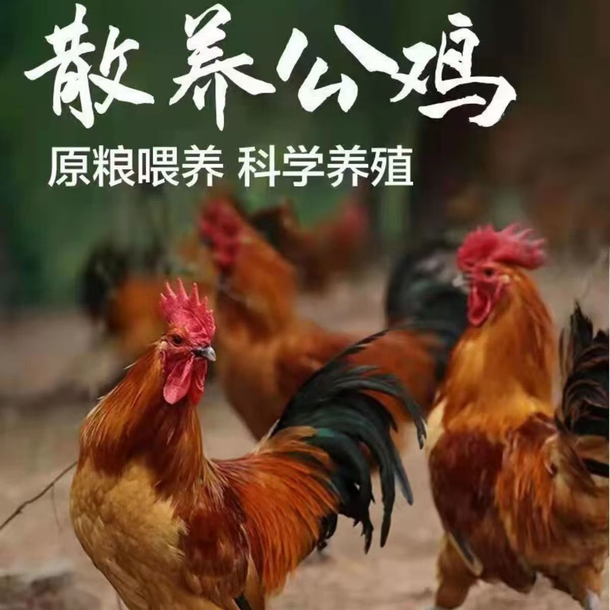 （1只公鸡）210天林中散养，纯粮喂养的土鸡，毛重4.5-5斤