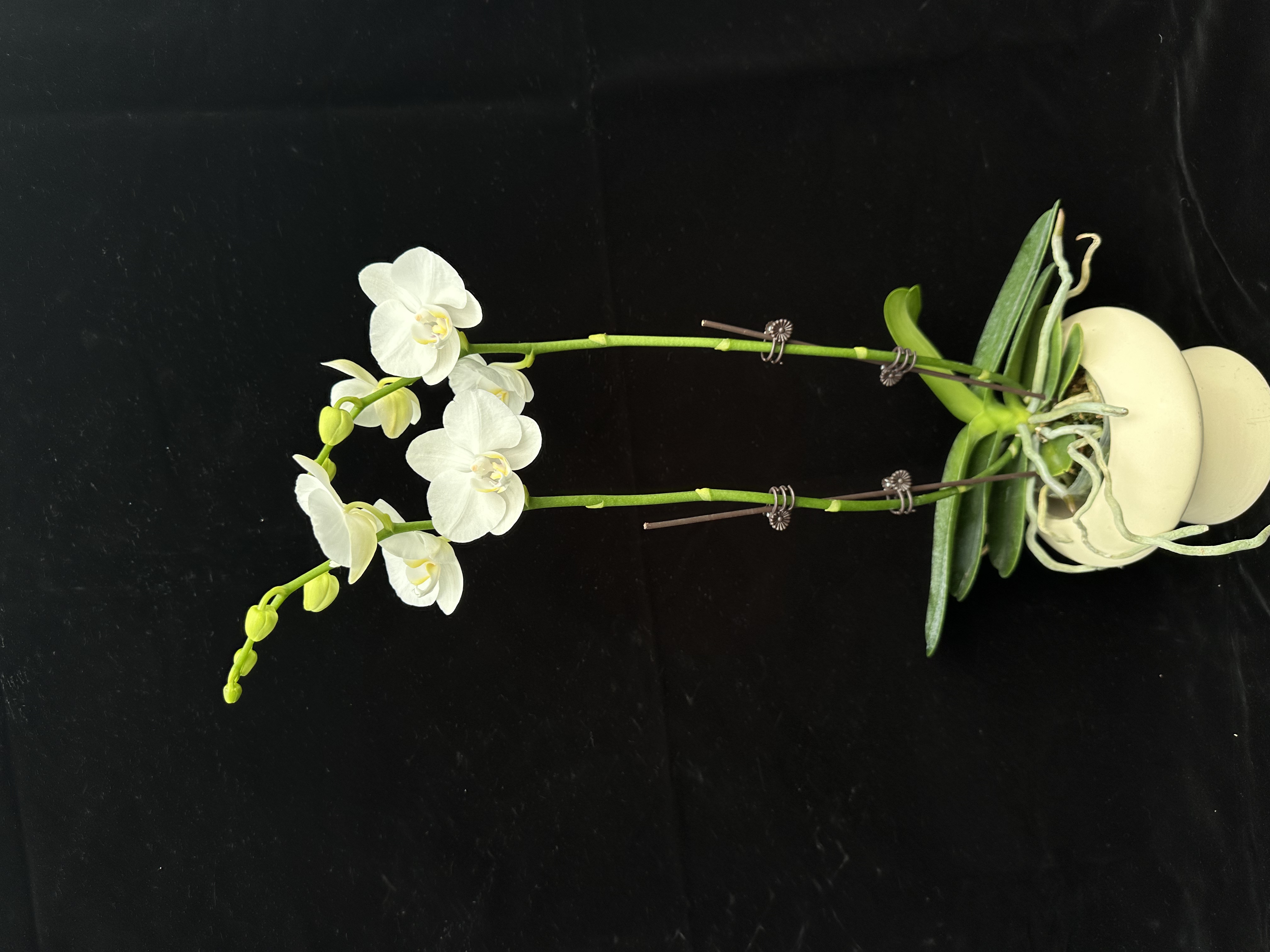 蝴蝶兰【阿玛】白色北欧ins风 基地直发