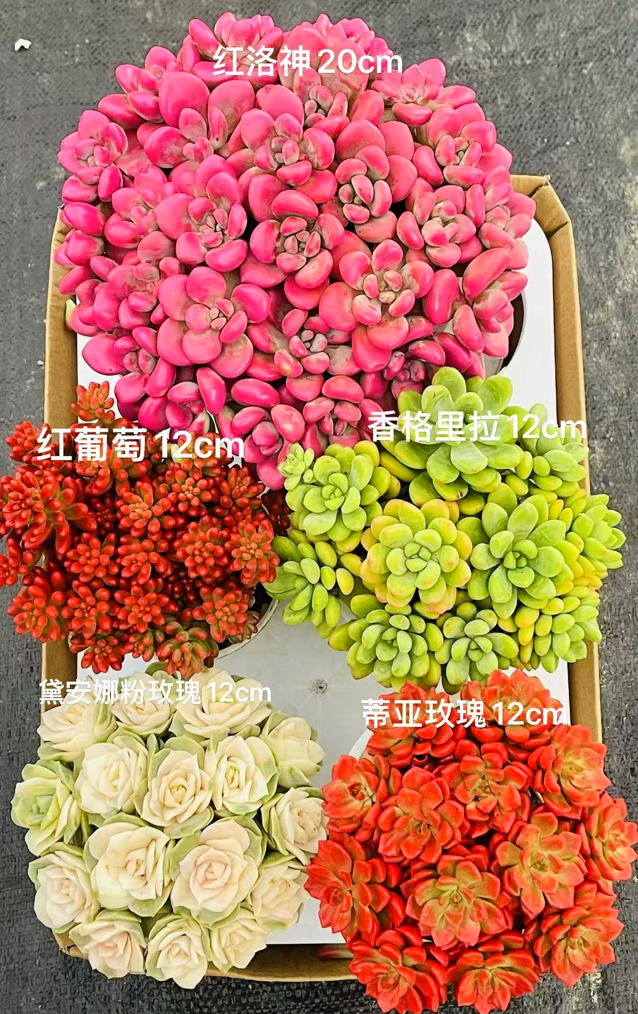 MS5大盆 带盆带土 好养活