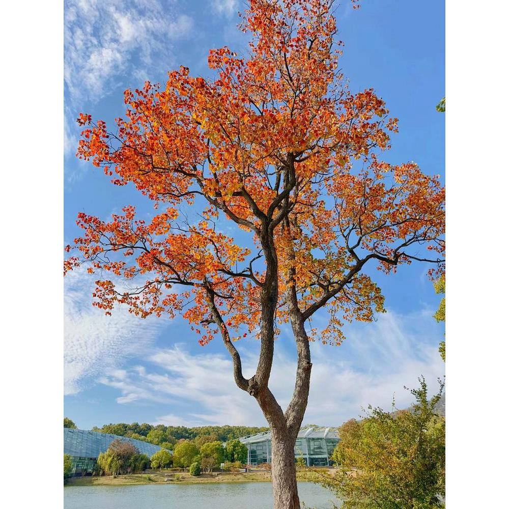 红叶乌桕树苗彩叶苗木丛生乌桕大型耐寒庭院风景树桕子树菩提树苗