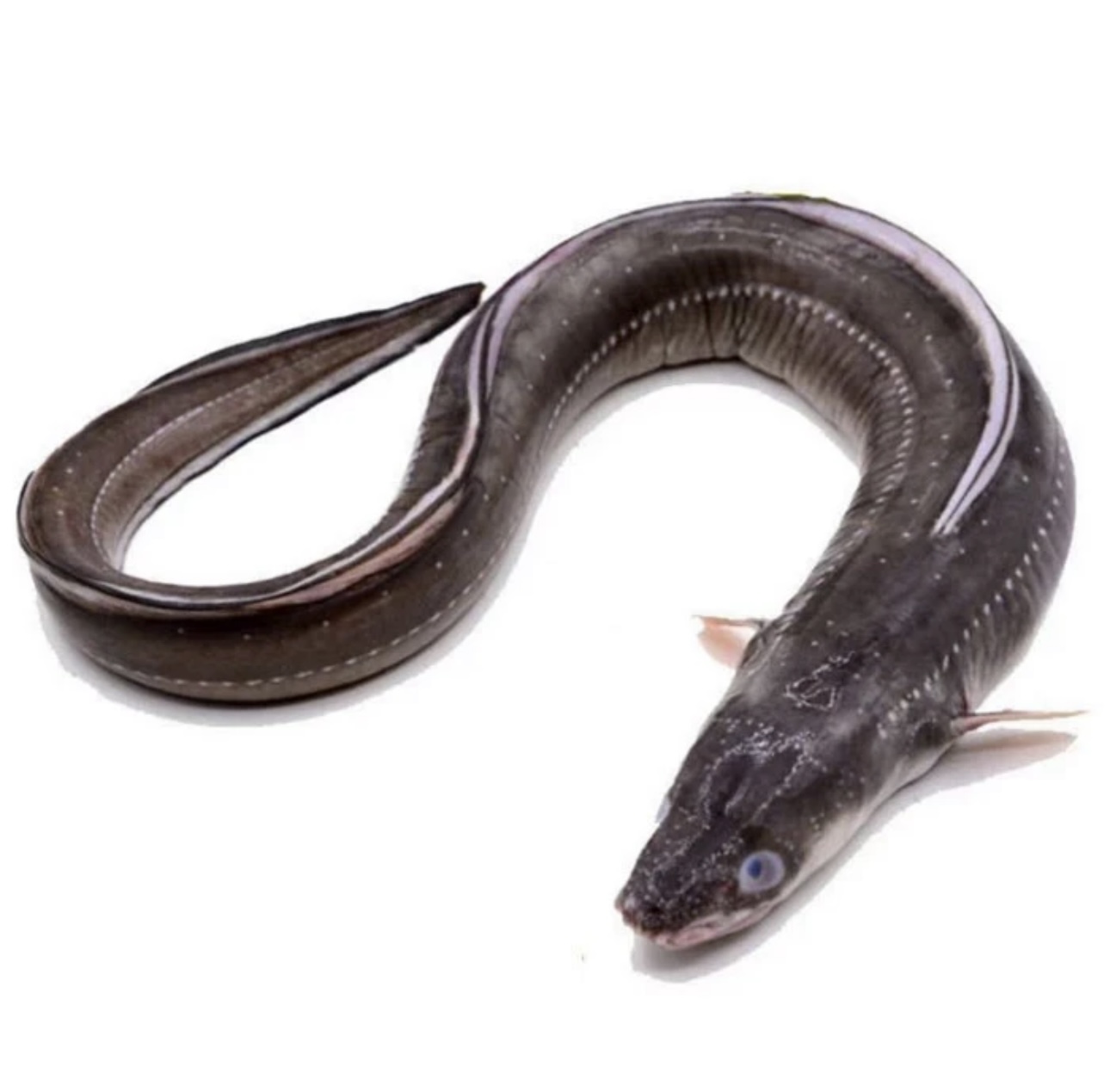 野生海鳗鱼新鲜海捕顺丰活冻发货