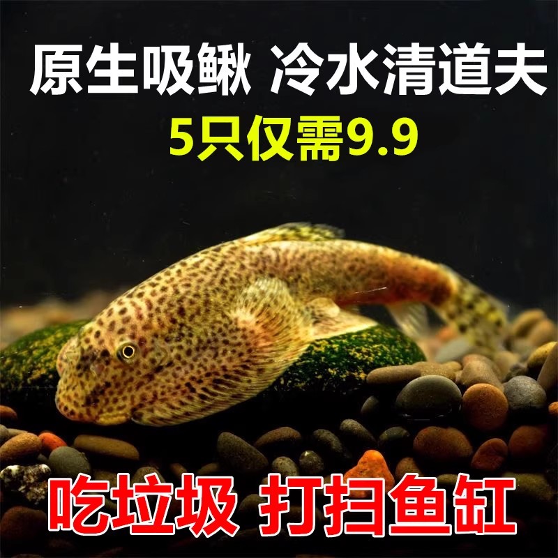 双吸盘吸鳅鱼 冷水鱼清道夫 清洁鱼不伤鱼 麦氏方式琵琶鱼 工具鱼