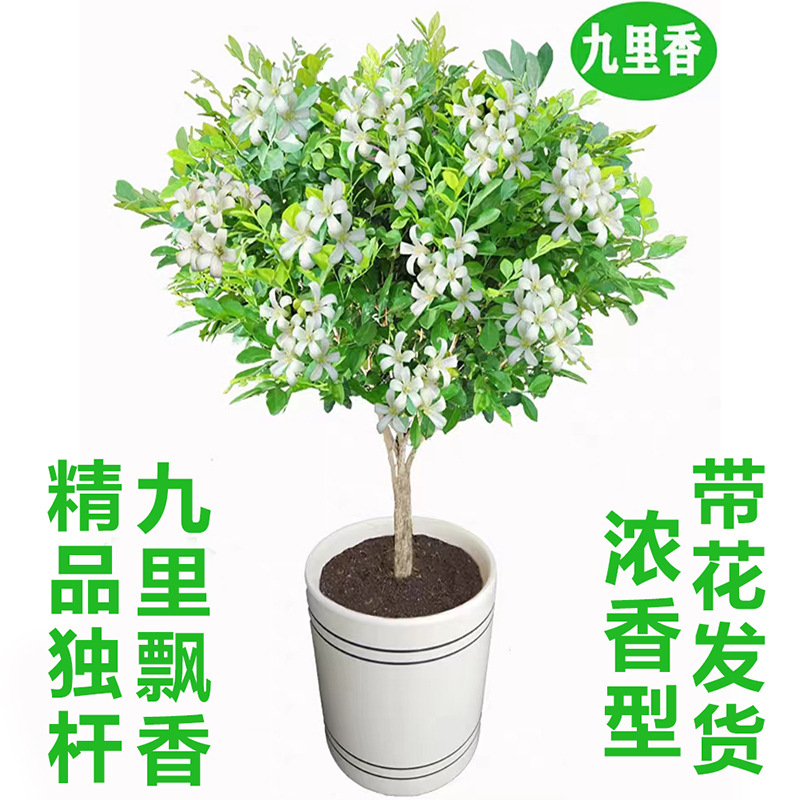 九里香带花苞浓香花卉盆栽易活好养植树苗阳台四季庭院飘香独杆