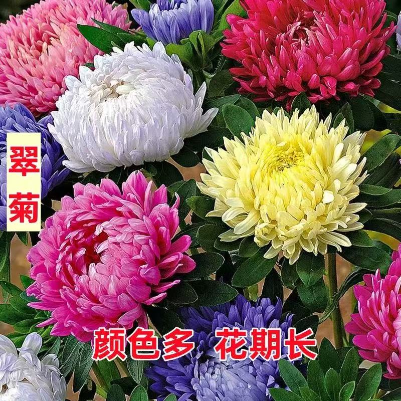 矮生大花翠菊种子庭院阳台绿植盆栽易活四季开花室外花种