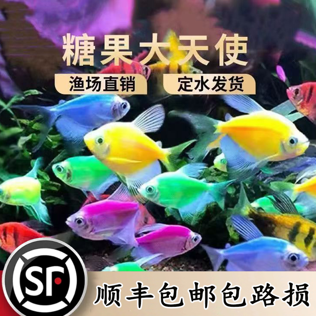 多彩天使鱼鱼观赏鱼活体淡水鱼新手鱼热带鱼热带观赏鱼好养耐活