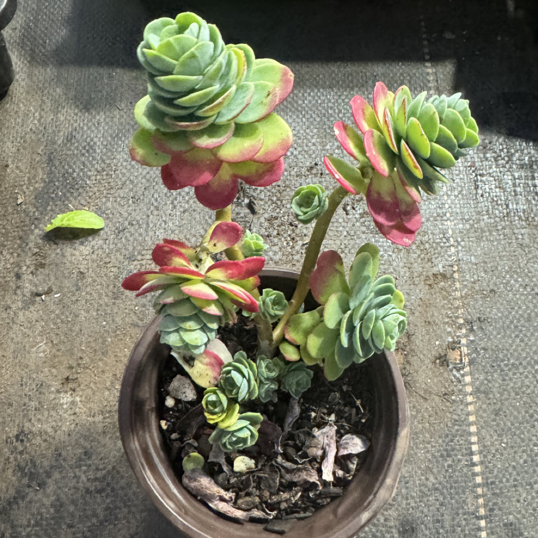 【任意两单包邮】薄化妆阳台办公室庭院老桩盆栽多肉植物上档次多肉