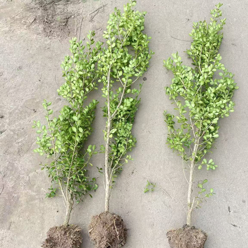 盆景文人素材黄杨地景绿植花园小区绿化四季常青耐寒树