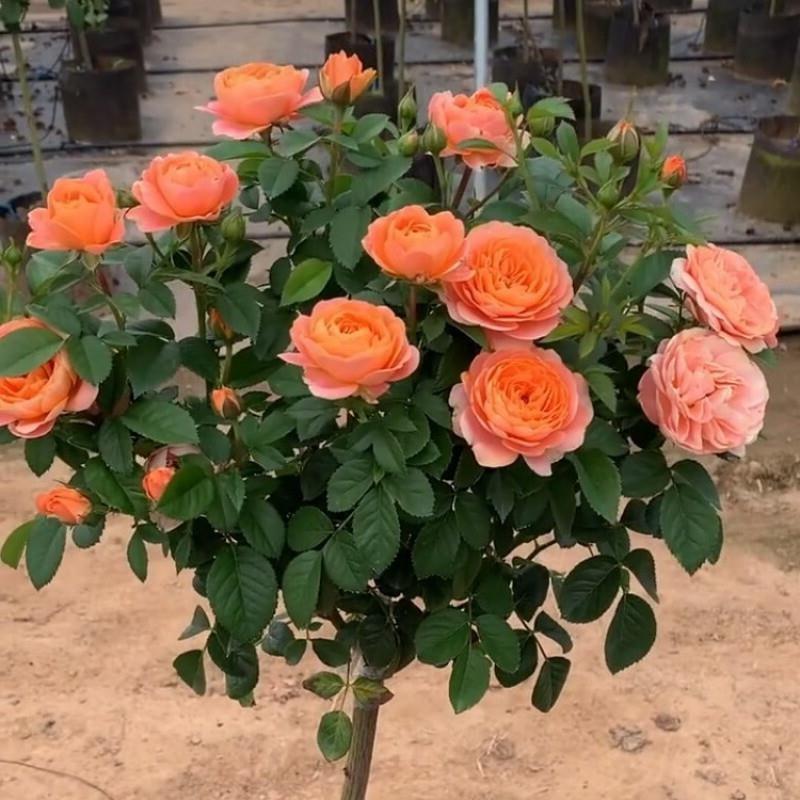 树桩月季花苗特大花嫁接四季开花树状棒棒糖月季树苗盆栽花卉绿植