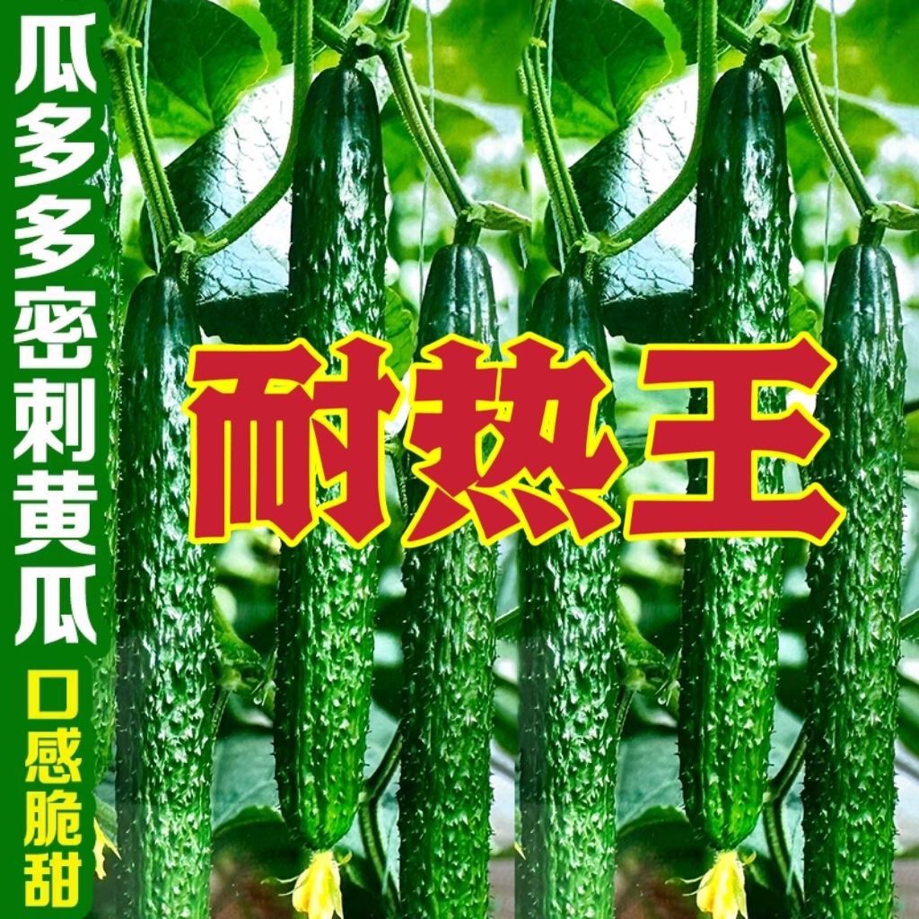 抗热王黄瓜种子夏播高产刺黄瓜籽口感好耐热农家四季蔬菜种子