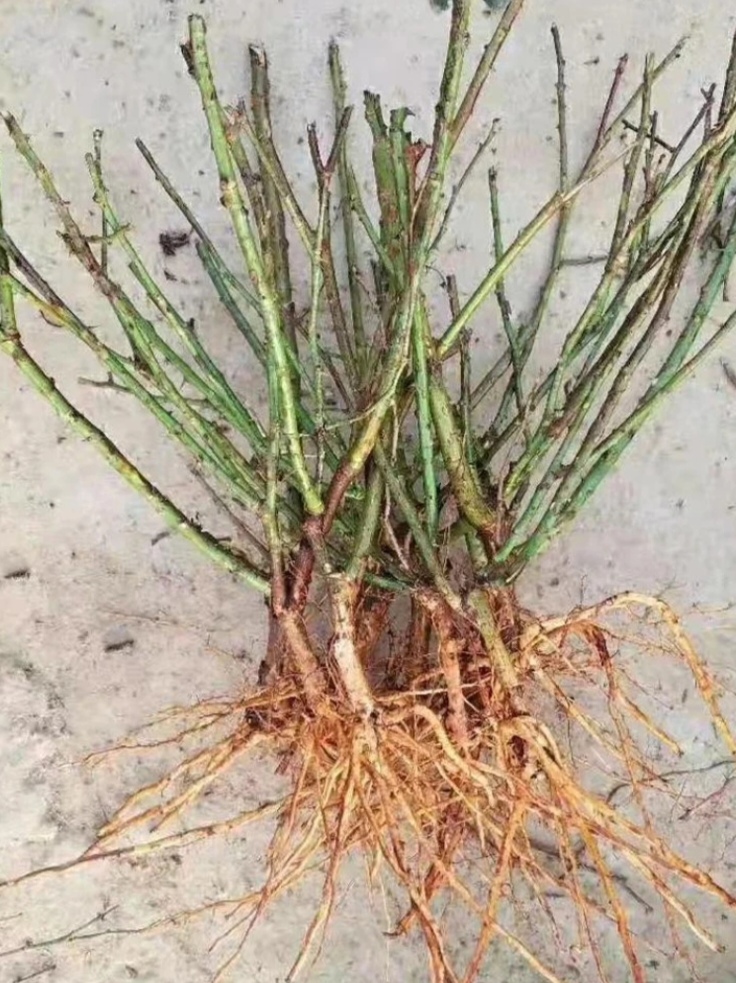 混苗月季、切花月季裸根，2-3年苗，颜色品种随机