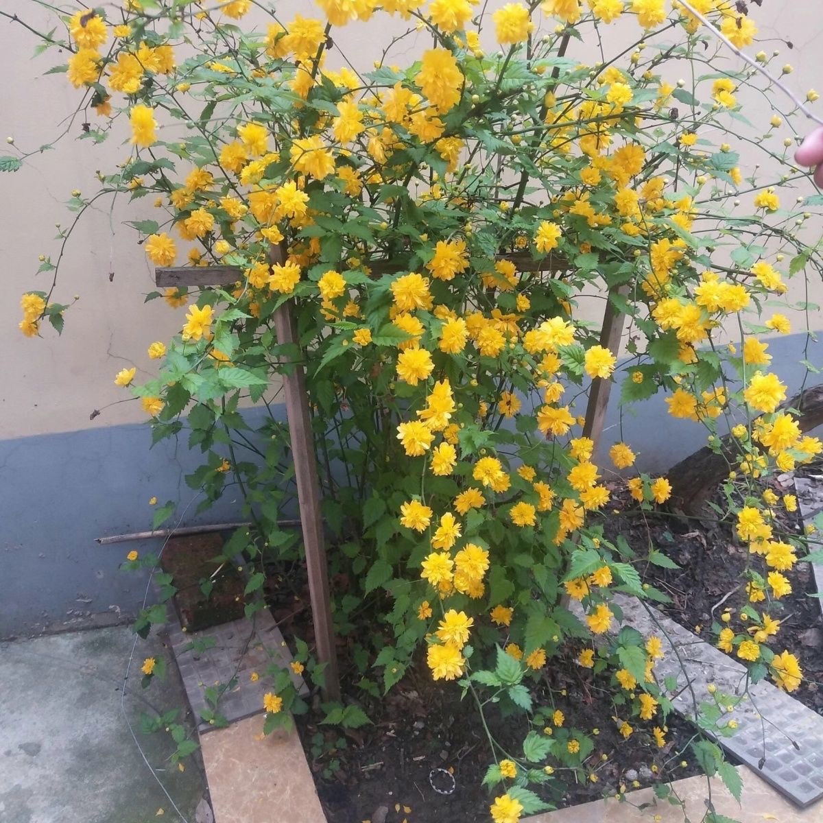 重瓣棣棠花苗盆栽耐荫爬藤攀缘花卉绿植物浓香多花耐寒四季金灿花