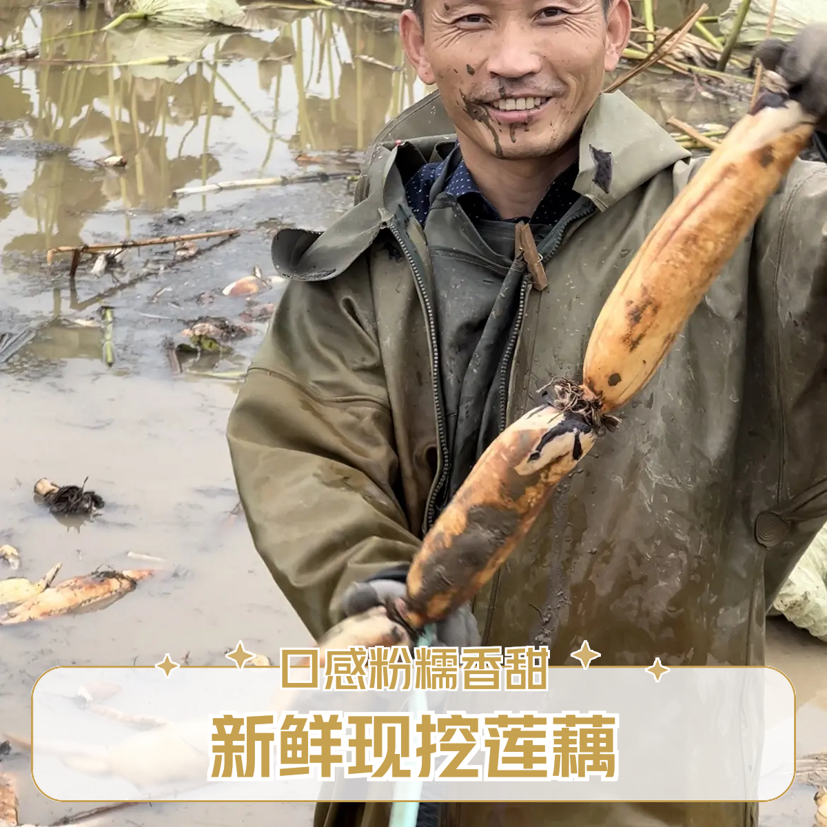 （阿源甄选）净重5斤顺丰包邮湖北石首鄂莲14号香粉藕