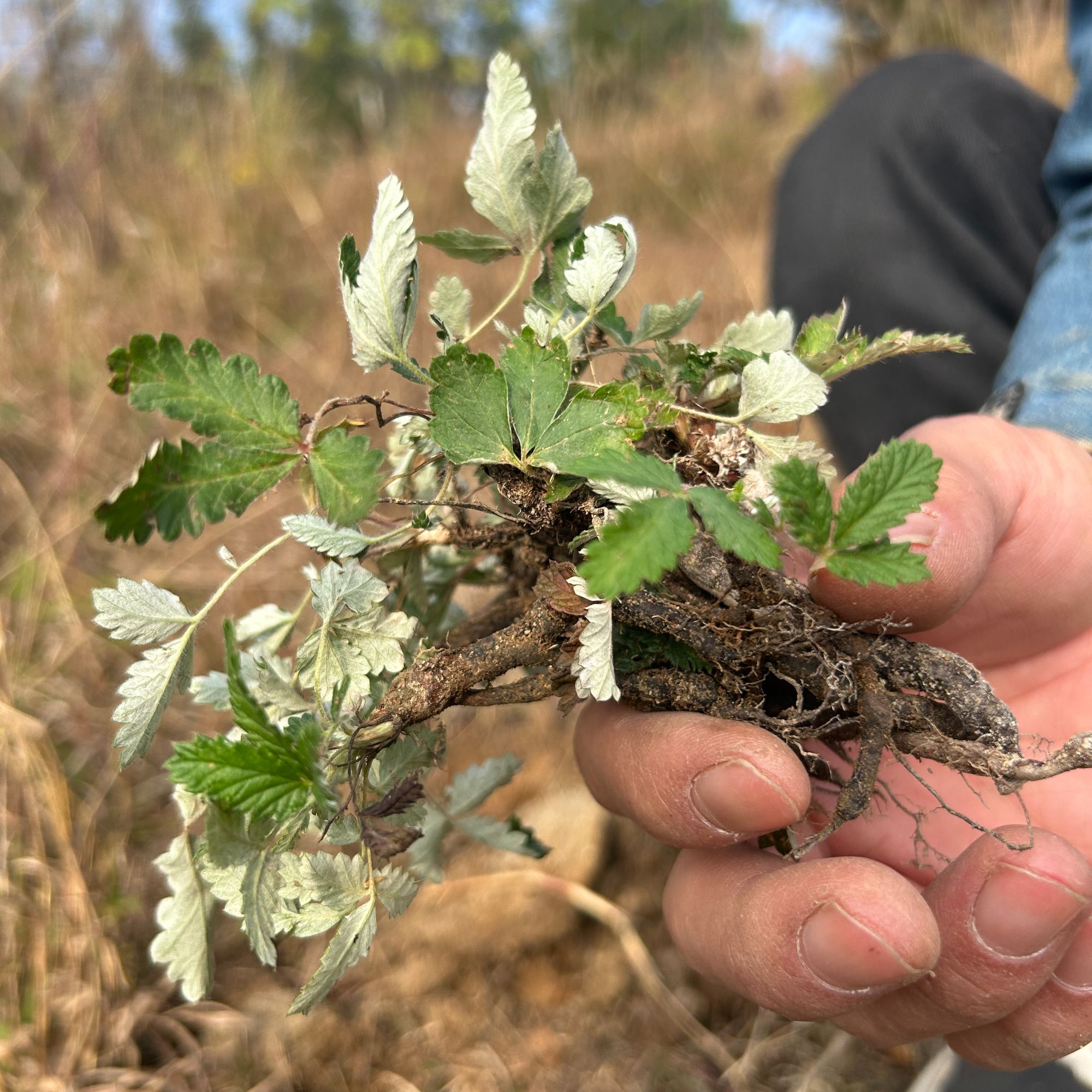 野生翻白草全株 广西鸡腿根叶下白鸡爪参 煮水中草药材 干货