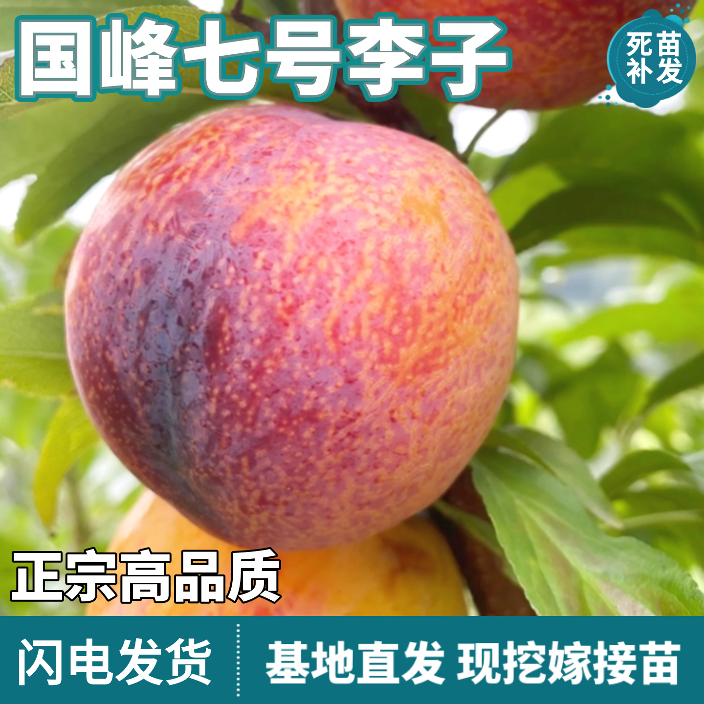 国峰七号李子树苗南北方地栽盆栽庭院种植特大果嫁接树苗当年结果