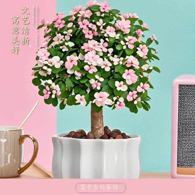 金枝玉叶盆栽多肉植物盆景 办公室内桌面花卉小绿植