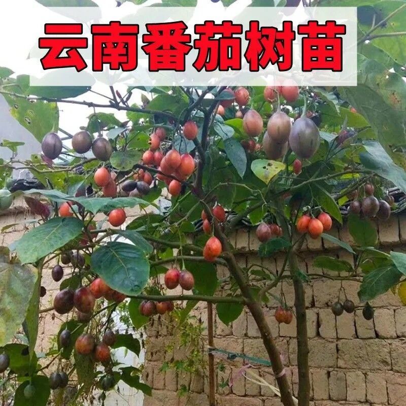 现货现发大树番茄苗子番茄树苗番茄云南特产大树番茄四季可种