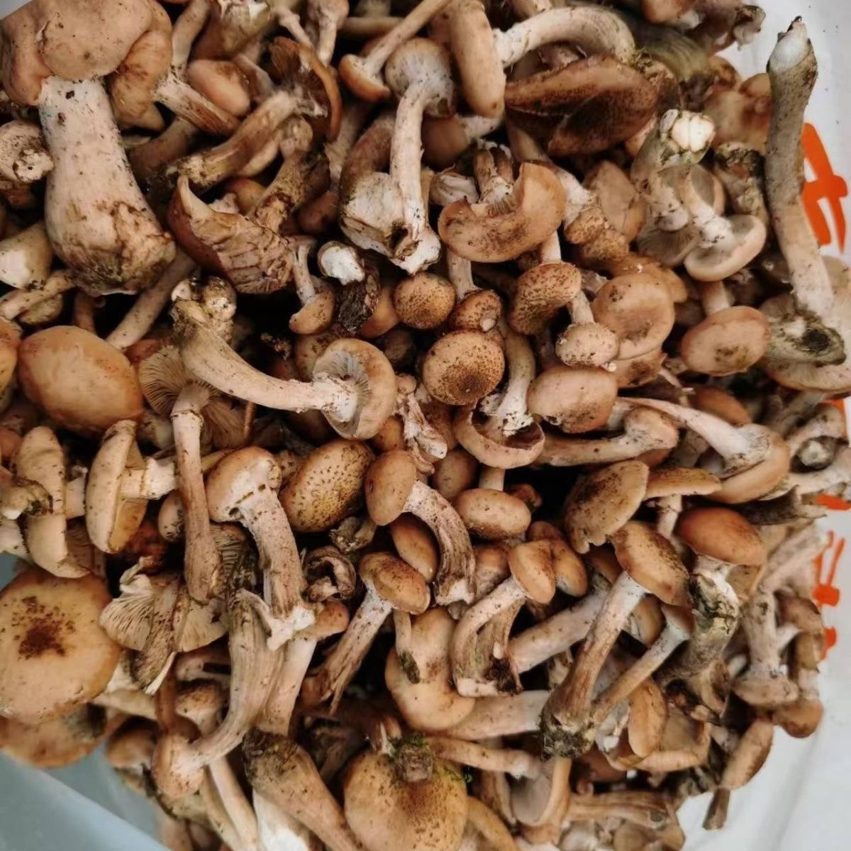 东北特产2025新鲜腌制野生乡村榛蘑小鸡炖蘑菇精品新鲜蘑菇榛蘑