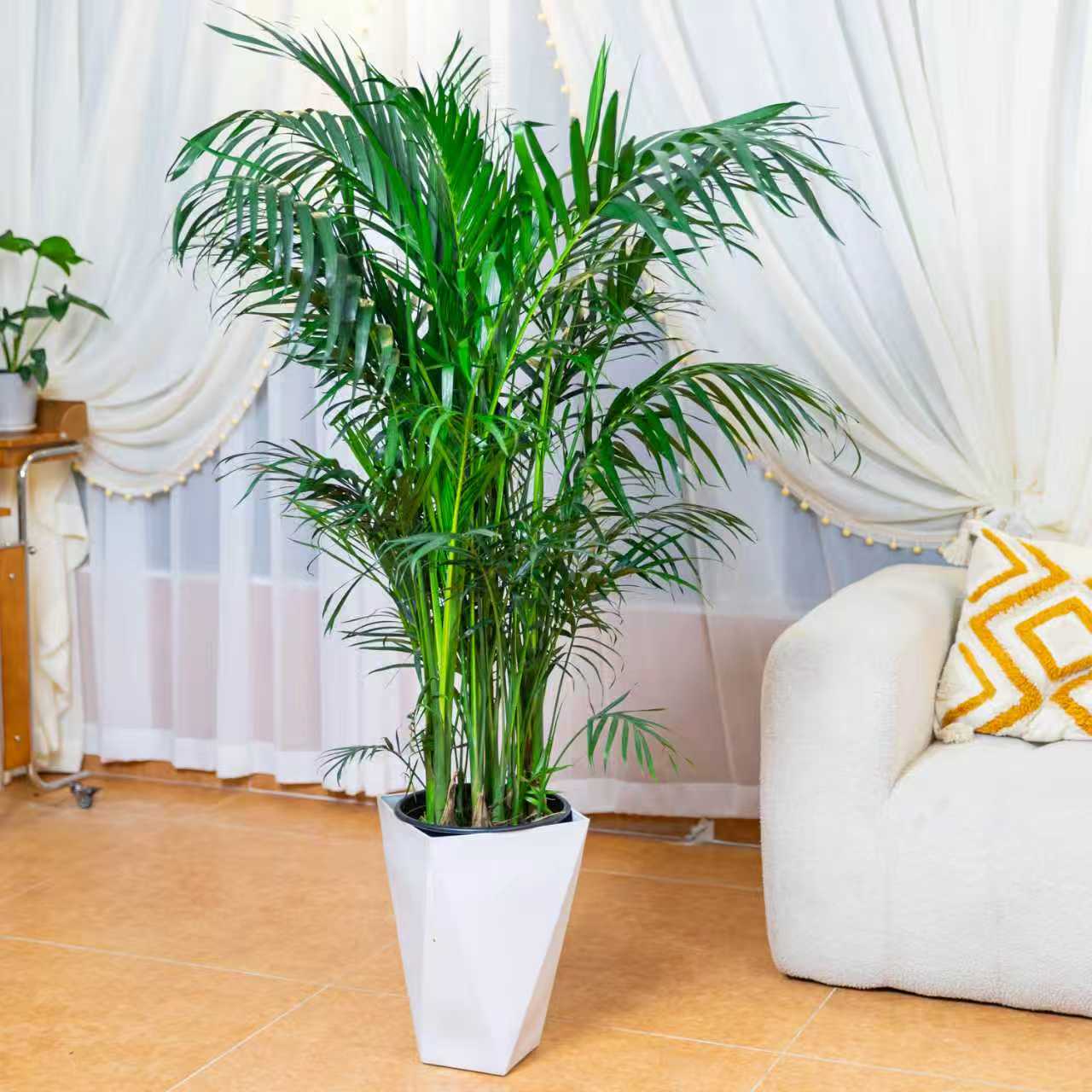 1.2米-1.4米富贵椰子盆栽耐寒卧室散尾葵多年生草本植物好养