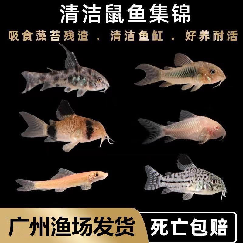 老鼠鱼青铜鼠清洁工具鱼花椒鼠小白鼠小型热带观赏鱼清道夫鱼