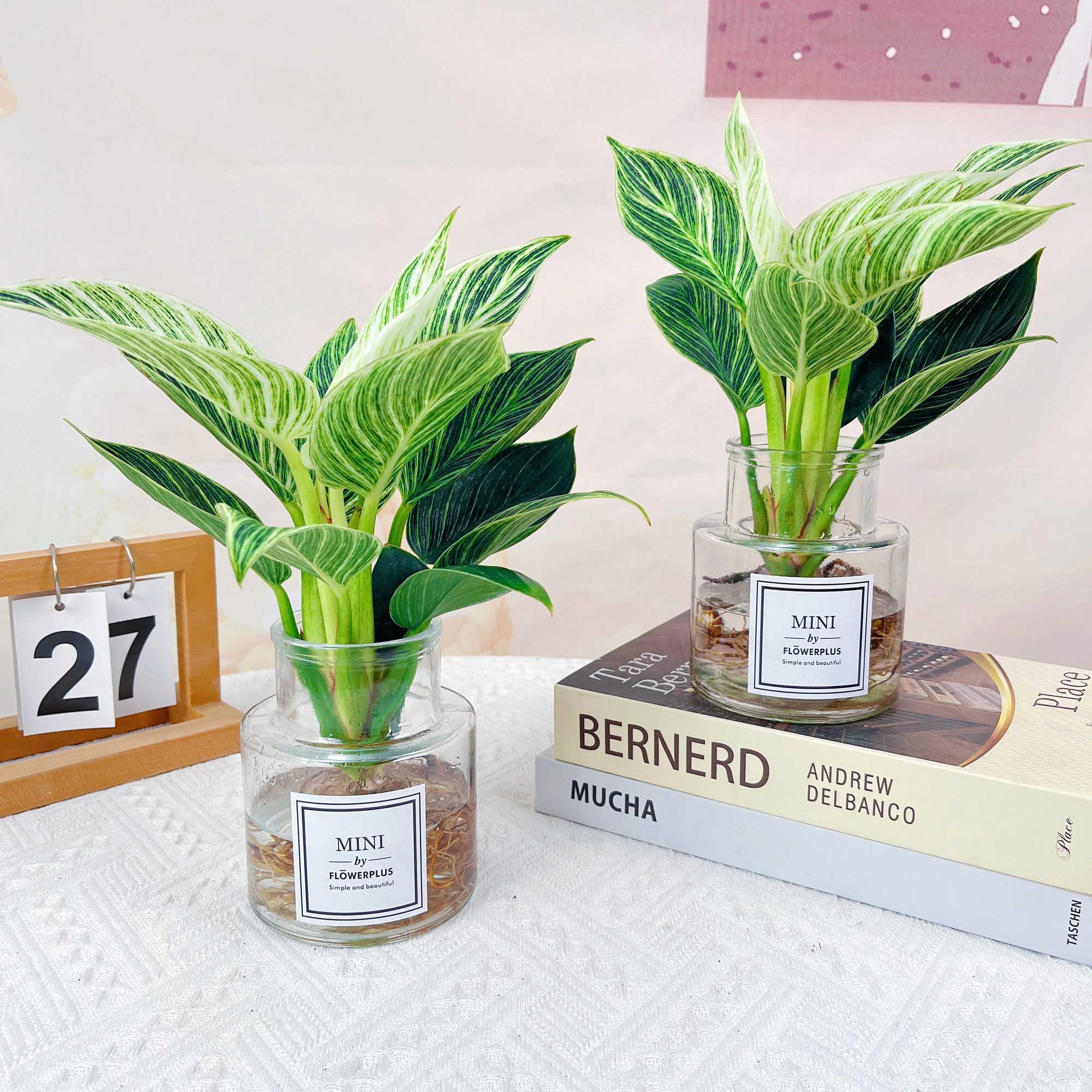 铂金钻水培植物室内绿植净化空气办公室桌面防辐射吸甲醛花卉盆栽