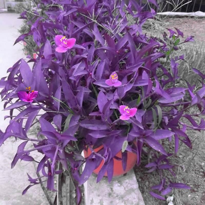 室外室内花卉绿植盆栽紫色吊兰紫竹梅紫罗兰喜光好养植物鸭芷草