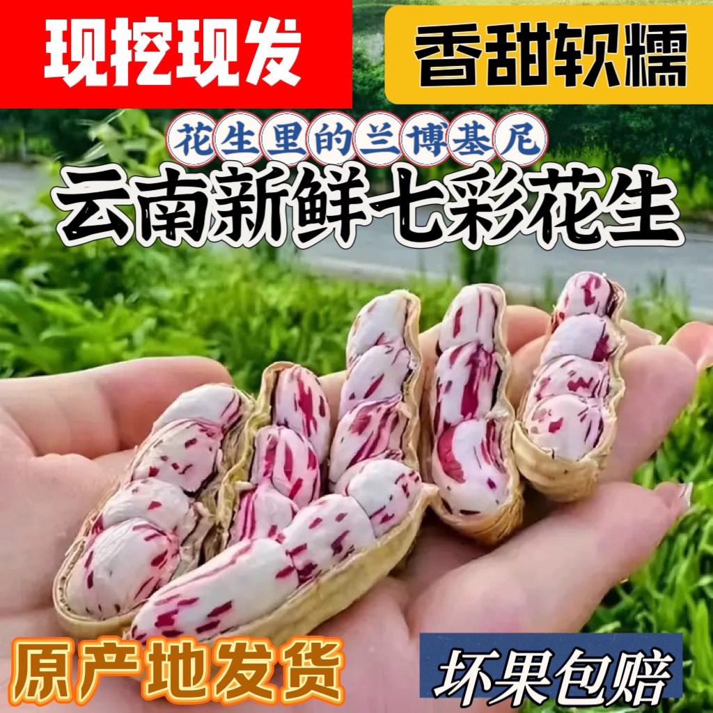 2025云南大理农家当季现挖现发新鲜七彩湿花生带壳带泥特价批发