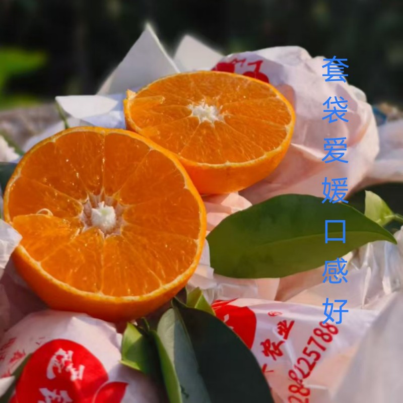 爱媛果冻橙38四川眉山丹棱当季新鲜5斤皮薄清甜多汁现摘现发带叶
