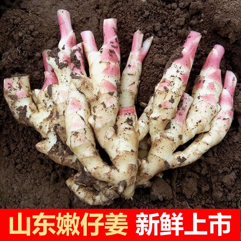 山东优质新鲜嫩姜生姜大仔姜子姜农家自种精品现挖带泥红芽姜泡姜