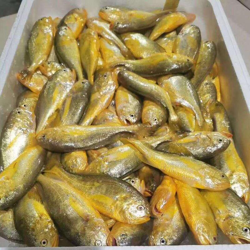 新鲜现捕天然梅童鱼天然黄梅丁宝宝辅食小梅鱼梅子鱼新鲜梅童鱼