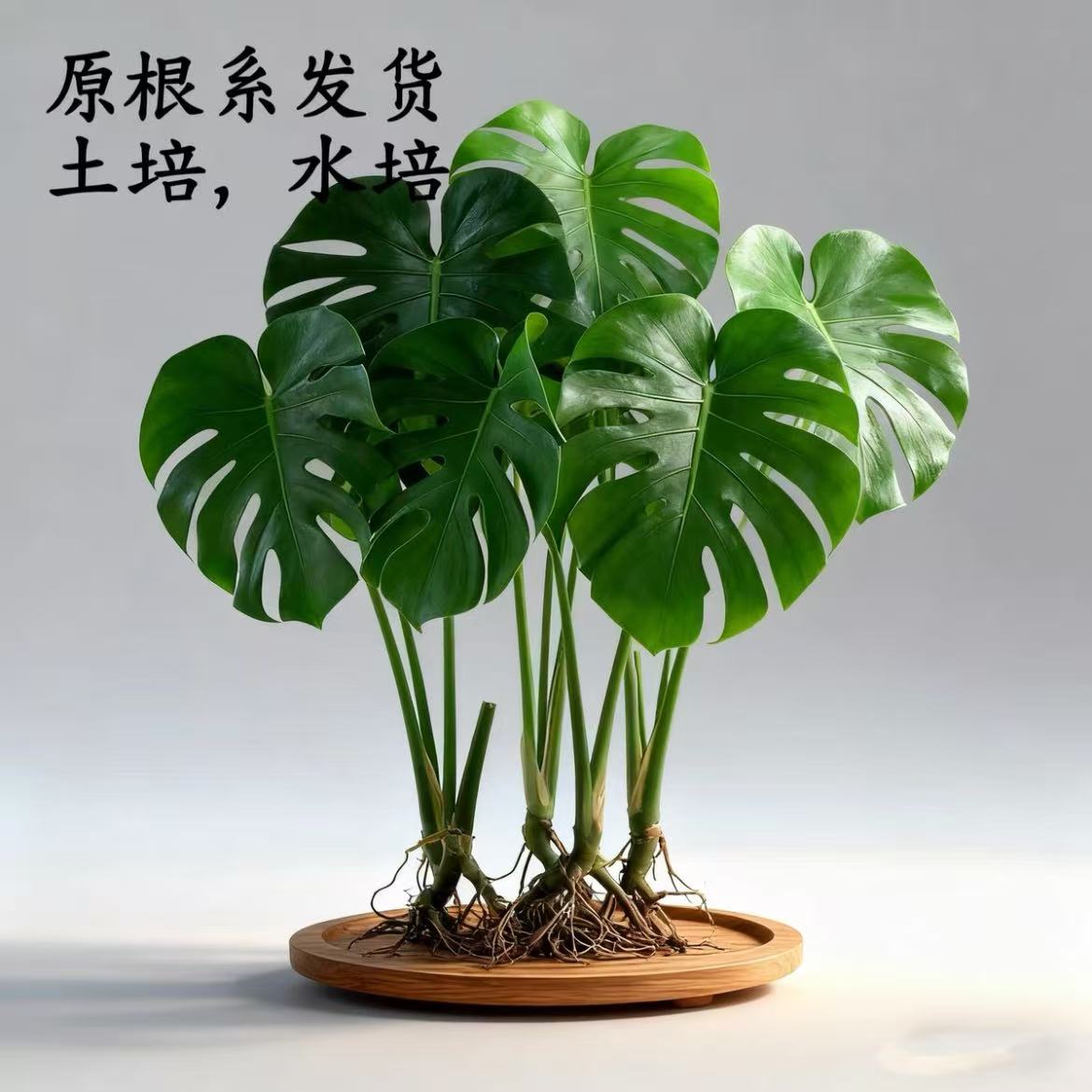 【4号】龟背竹水培土培盆栽室内客厅绿植净化空气四季常青大叶植物