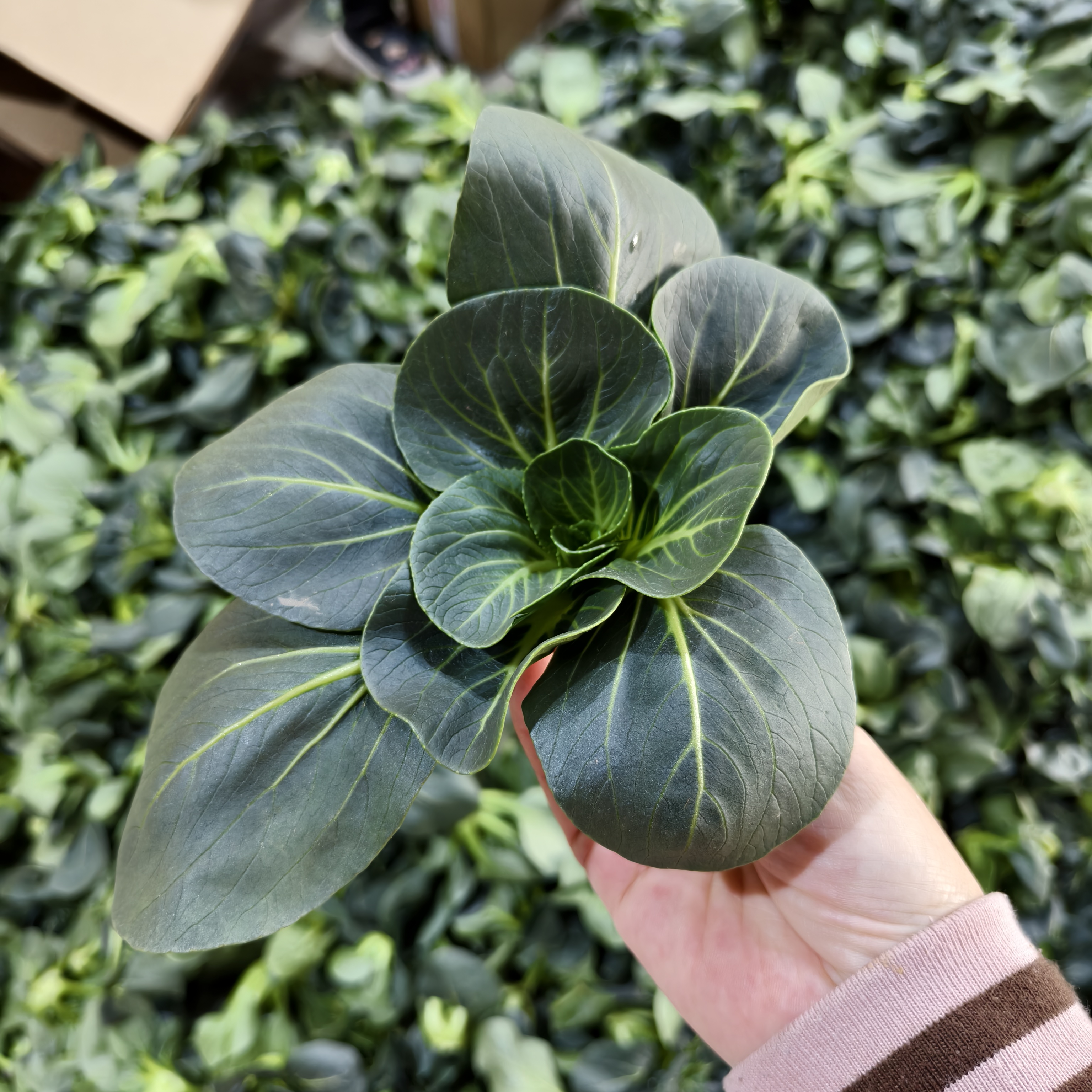 顺丰包邮农家苏州青现摘江苏东台发货