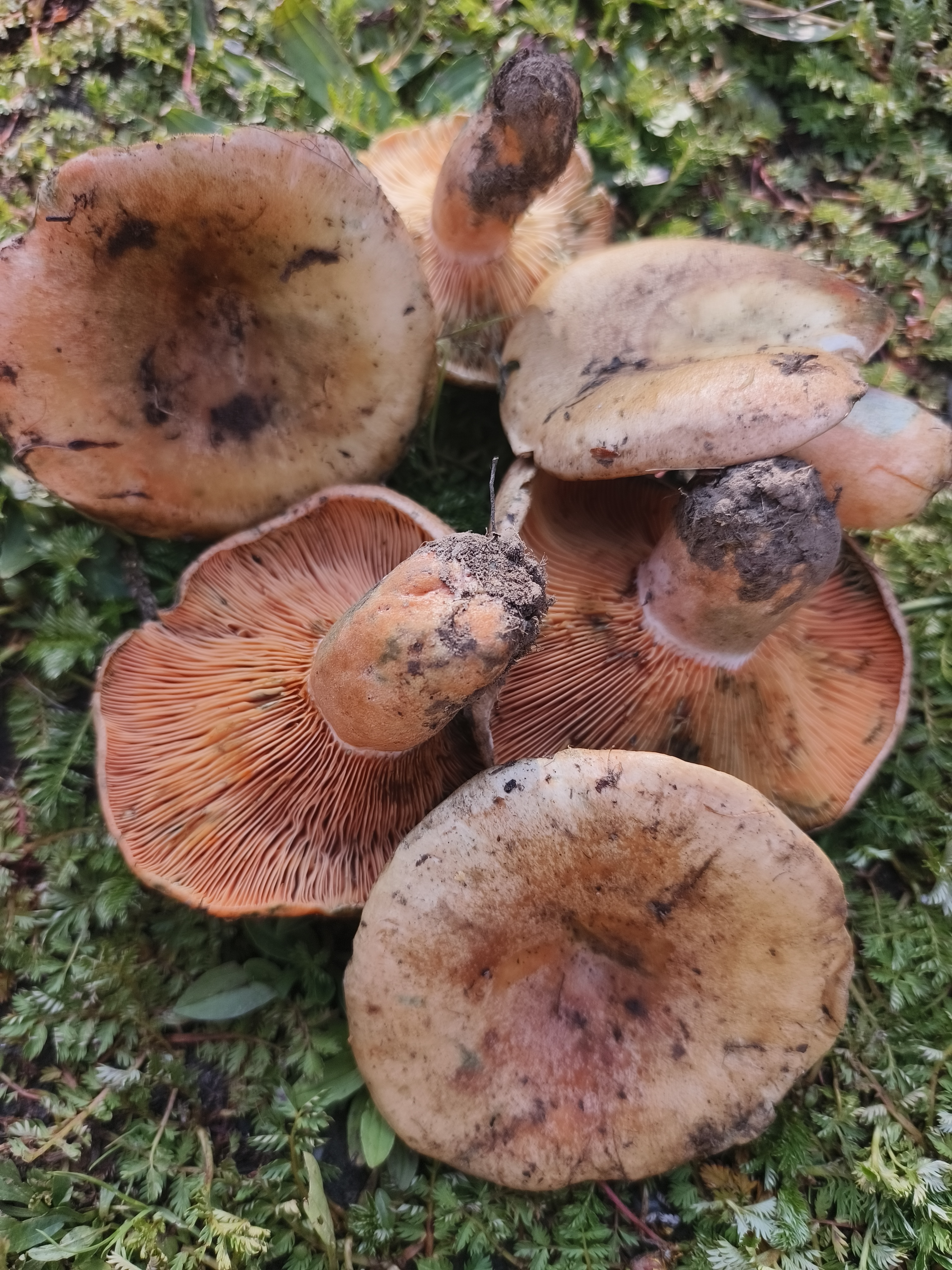 四川高原菌枞树菌