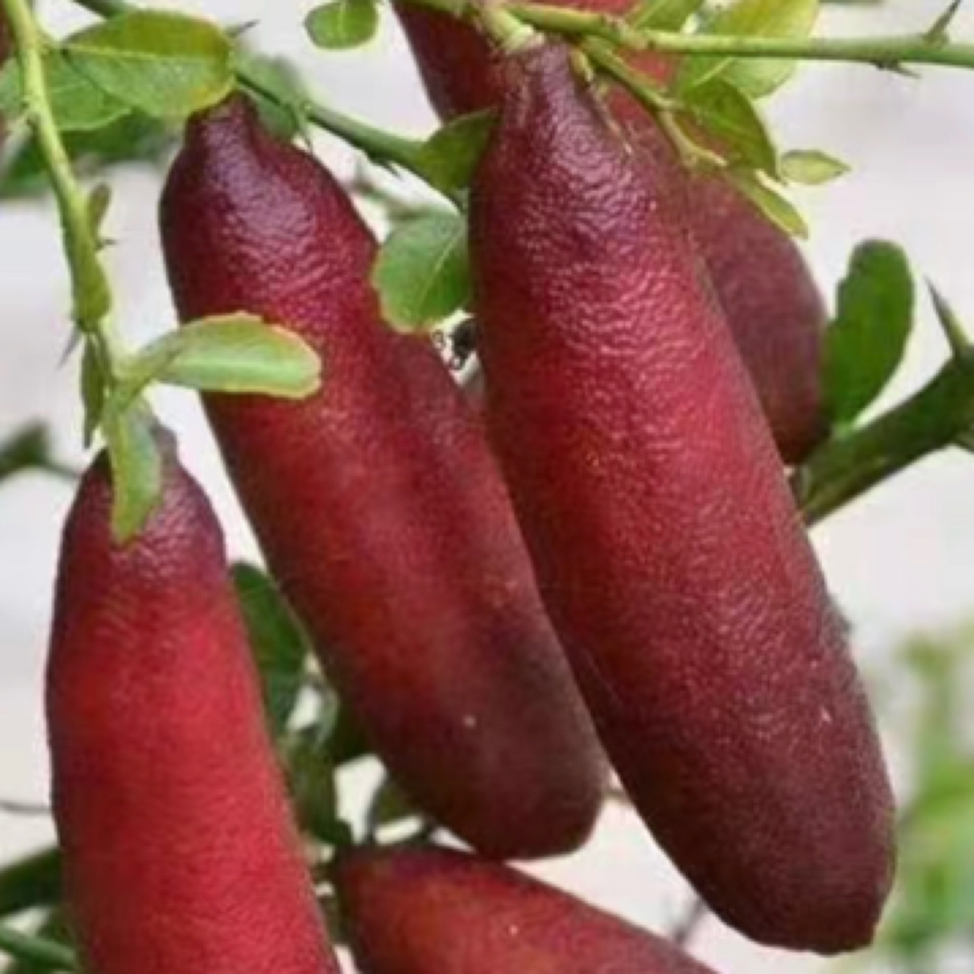 澳洲手指柠檬    四季开花结果