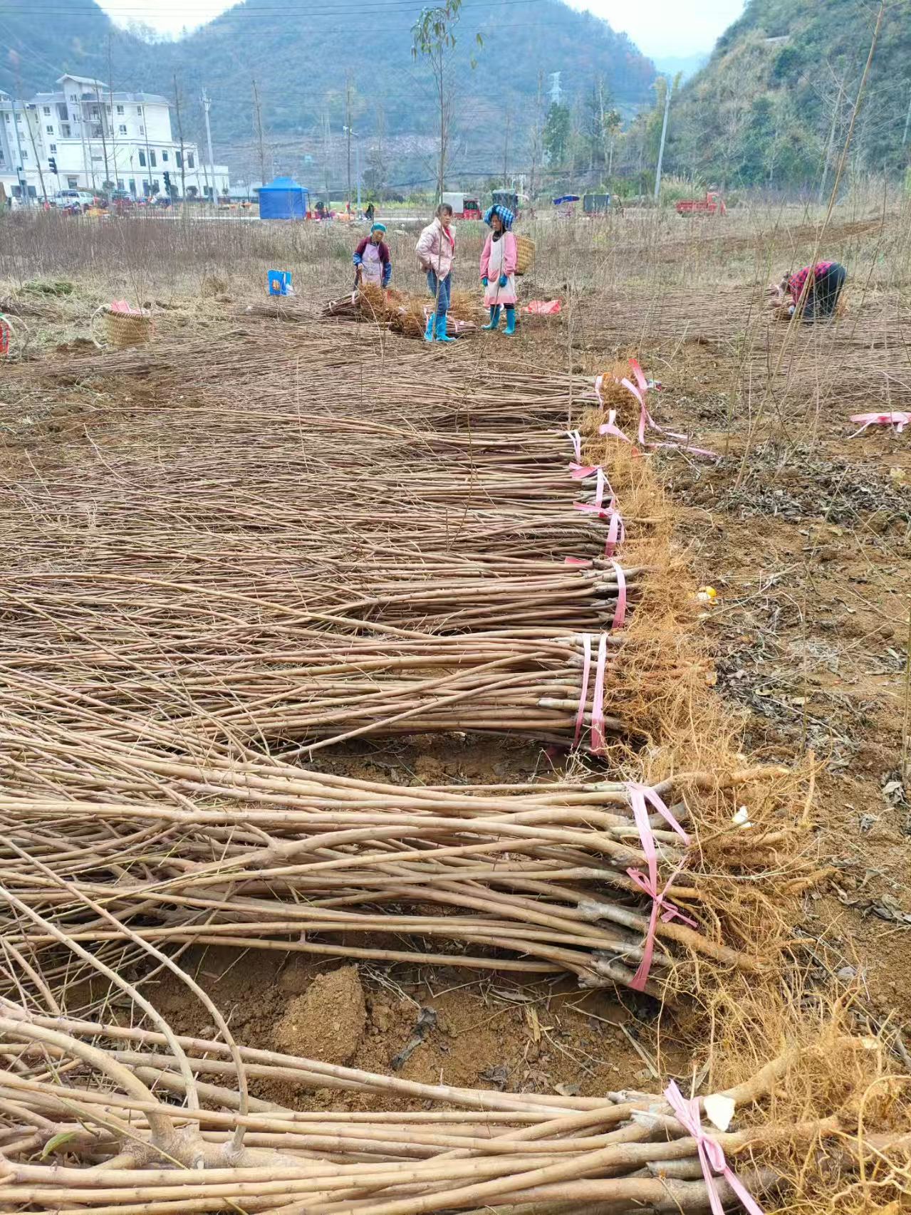 贵州六马镇正宗蜂糖李子树苗嫁接苗
