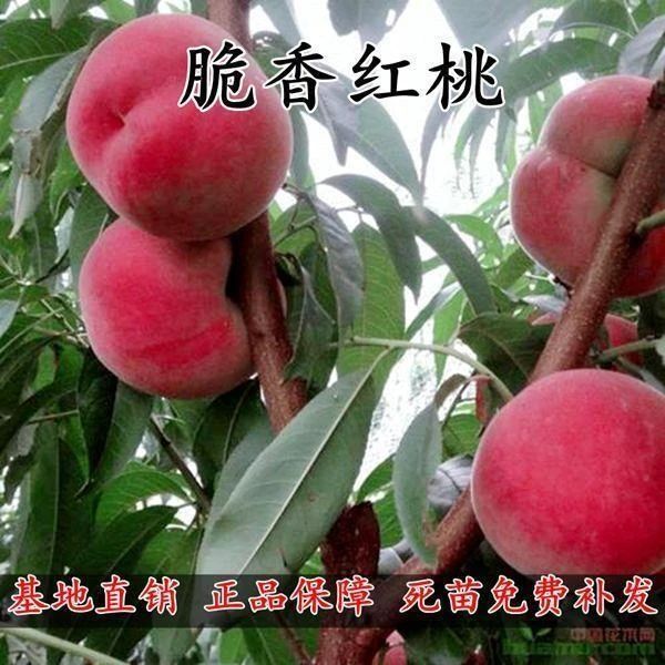 嫁接桃树苗脆香红桃夏红桃树苗离核脆甜香桃南北方种植果树苗